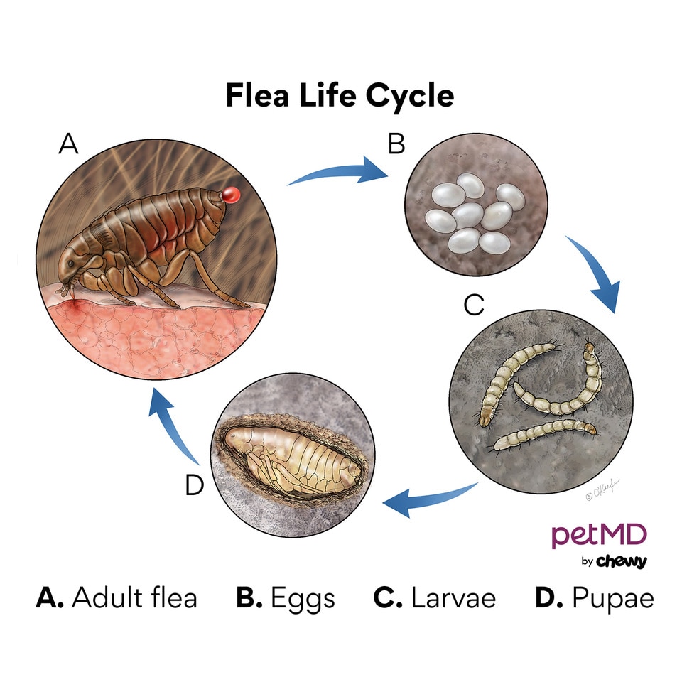 flea life cycle; how dogs get fleas